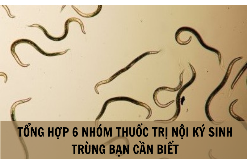 Tổng hợp 6 nhóm thuốc trị nội ký sinh trùng bạn cần biết