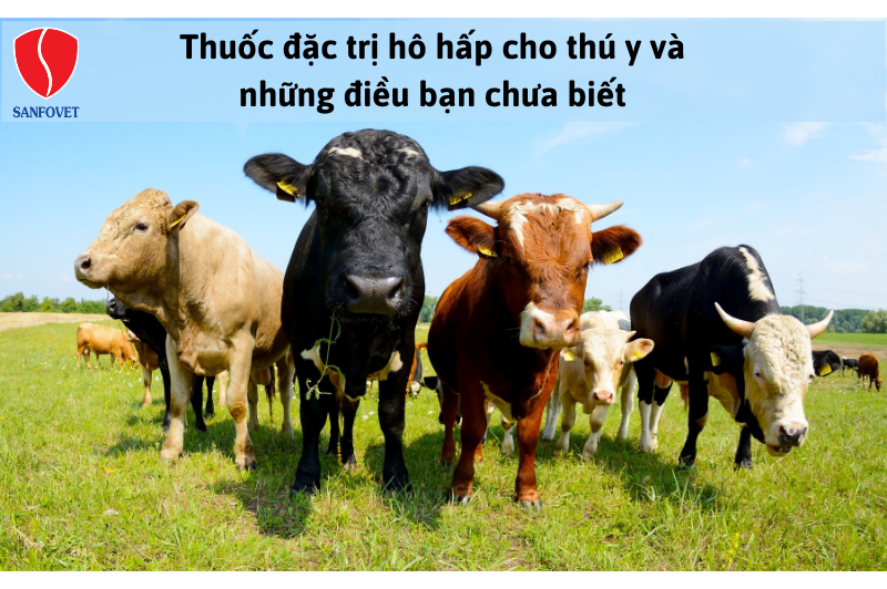 Thuốc đặc trị hô hấp cho thú y và những điều bạn chưa biết