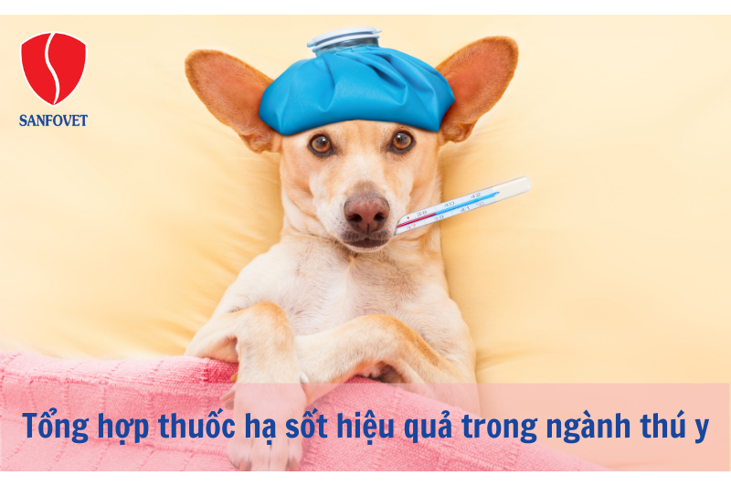 Tổng hợp thuốc hạ sốt hiệu quả trong ngành thú y