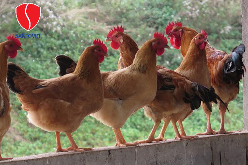 4 phương pháp nuôi gà hiệu quả nhanh, kinh tế cao