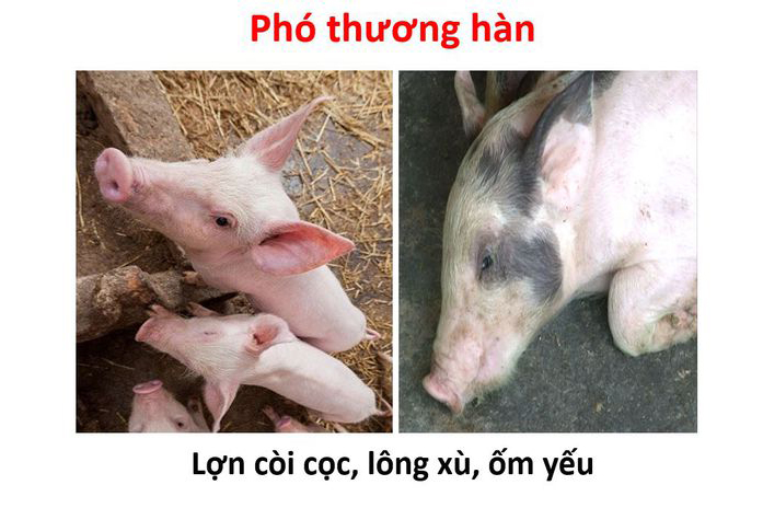 BỆNH PHÓ THƯƠNG HÀN