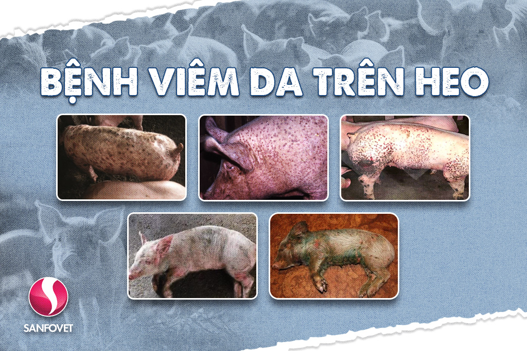 Bệnh Viêm Da Trên Heo: Nguyên Nhân, Triệu Chứng Và Giải Pháp Phòng Trị Hiệu Quả