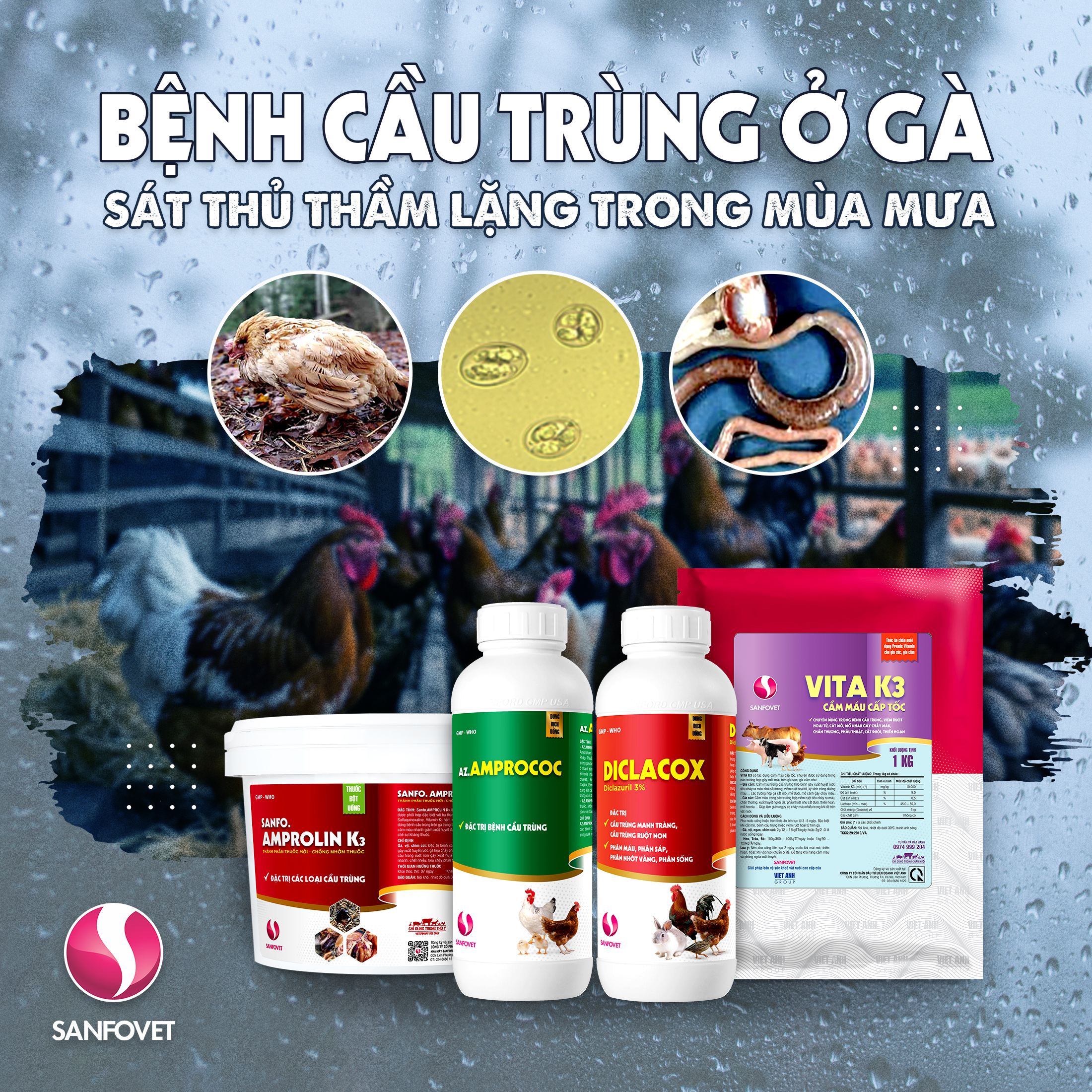 Bệnh Cầu Trùng Trên Gà – Nguy Hiểm Và Cách Điều Trị Hiệu Quả
