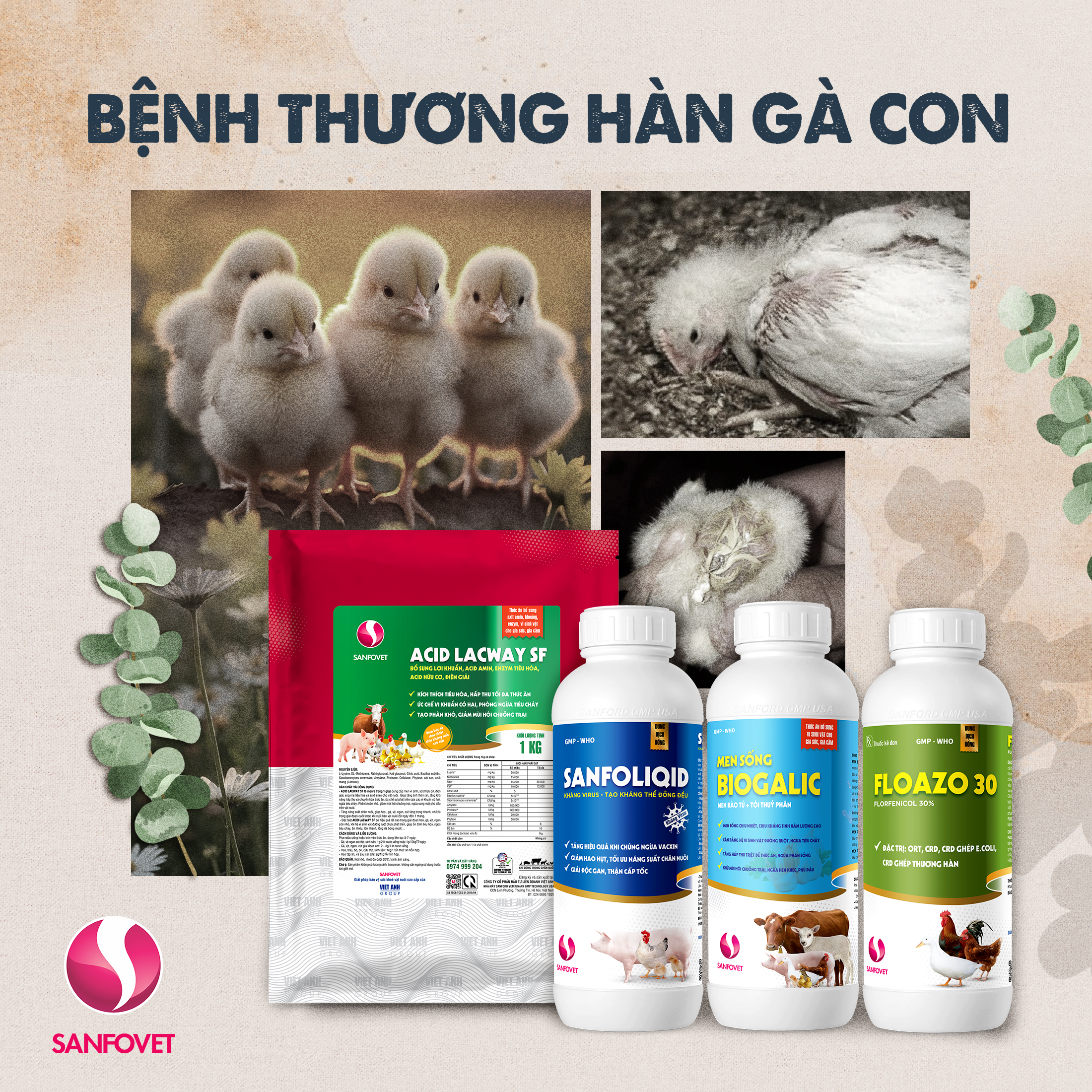 CẢNH BÁO: BỆNH THƯƠNG HÀN Ở GÀ CON – HIỂM HỌA ÂM THẦM TRONG ĐÀN GÀ