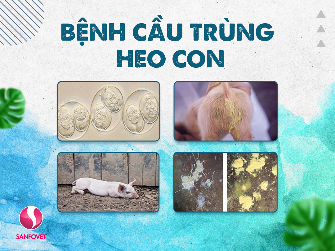 Bệnh Cầu Trùng Heo Con Và Phác Đồ Điều Trị Bệnh Hiệu Quả