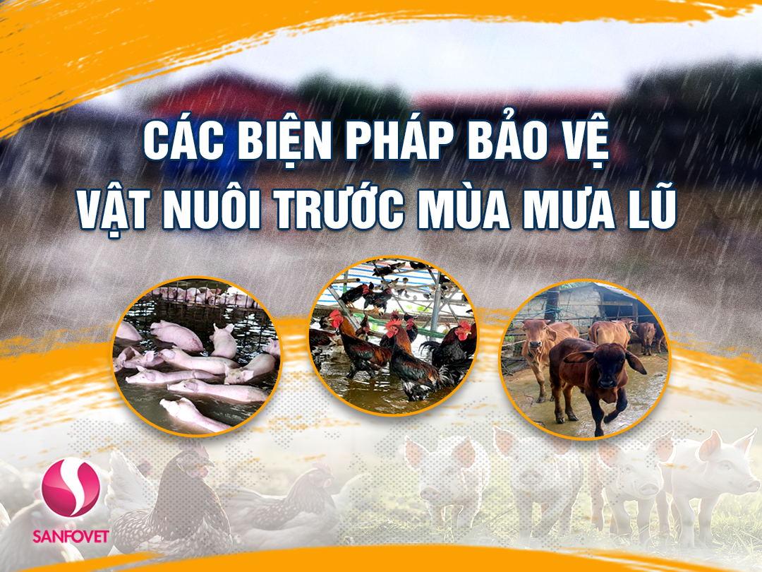 Các biện pháp bảo vệ vật nuôi trước mùa mưa lũ từ Sanfovet