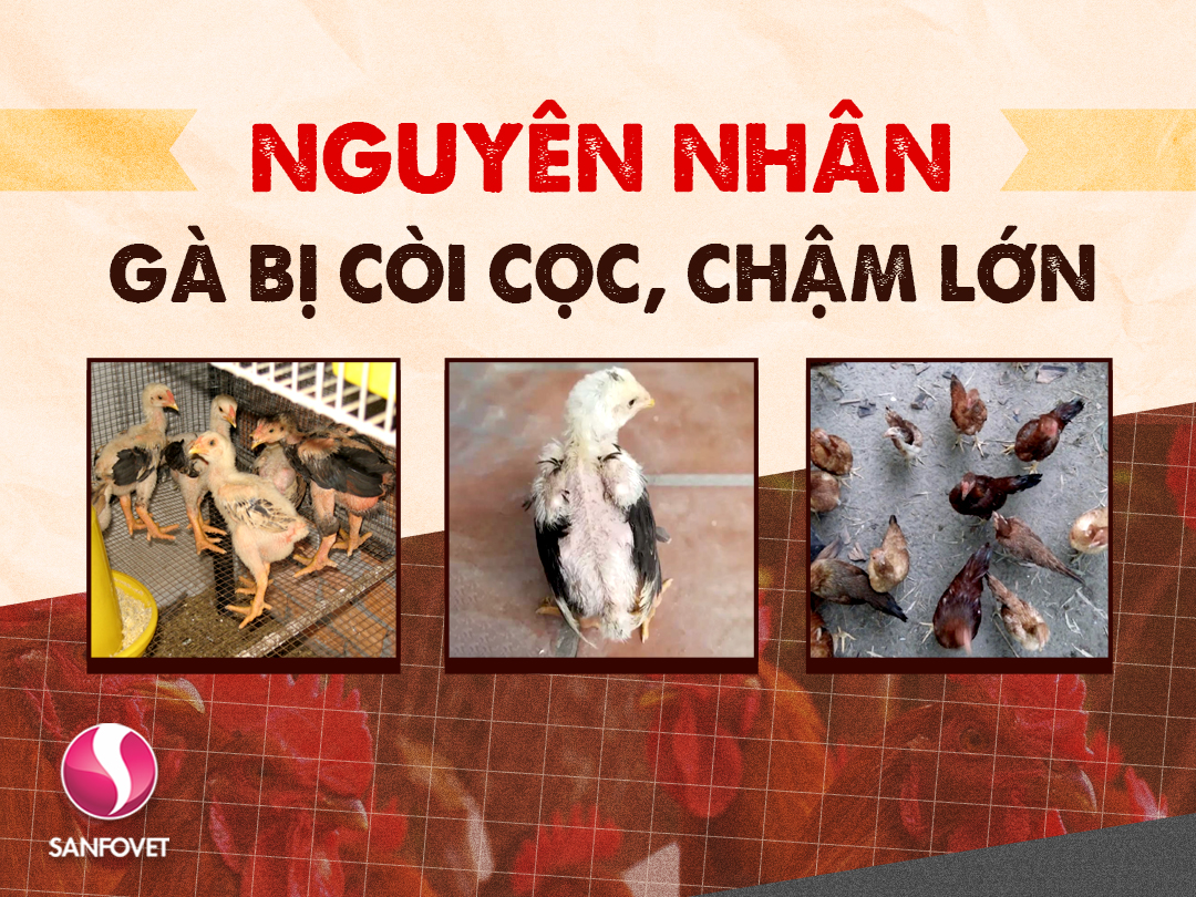 NGUYÊN NHÂN VÀ CÁCH KHẮC PHỤC GÀ BỊ CÒI CỌC, CHẬM LỚN HIỆU QUẢ