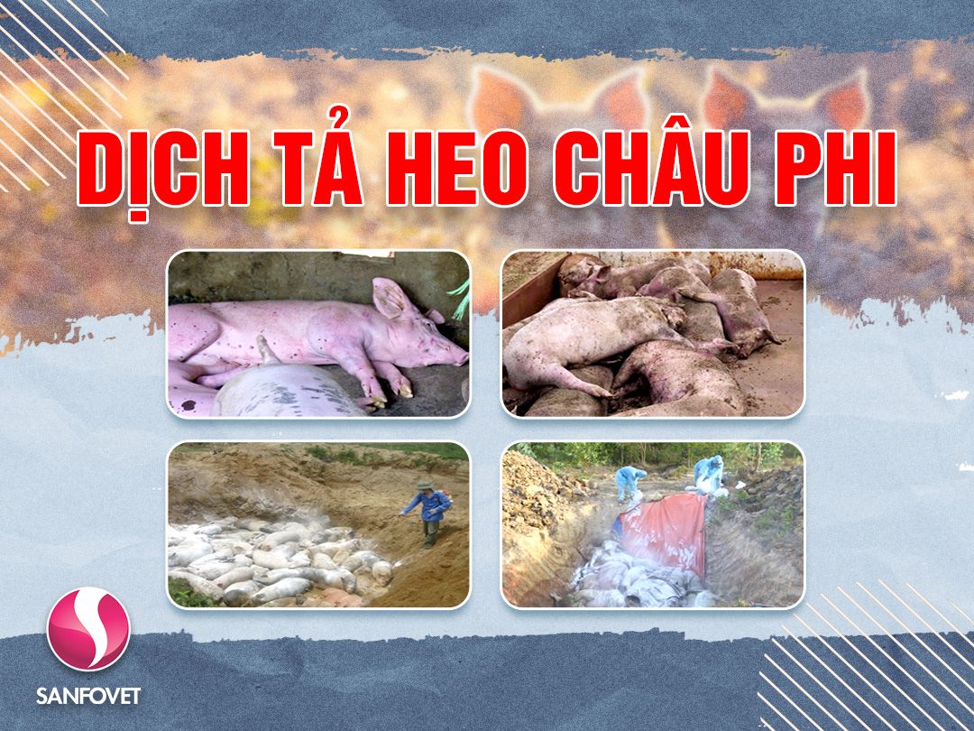 Dịch Tả Heo Châu Phi Và Cách Phòng Ngừa Bệnh Hiệu Quả