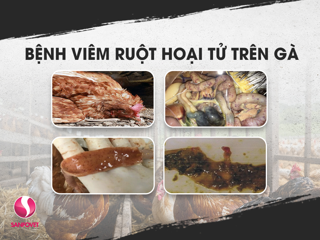 Bệnh viêm ruột hoại tử trên gà – Nguy hiểm thầm lặng trong chăn nuôi gia cầm
