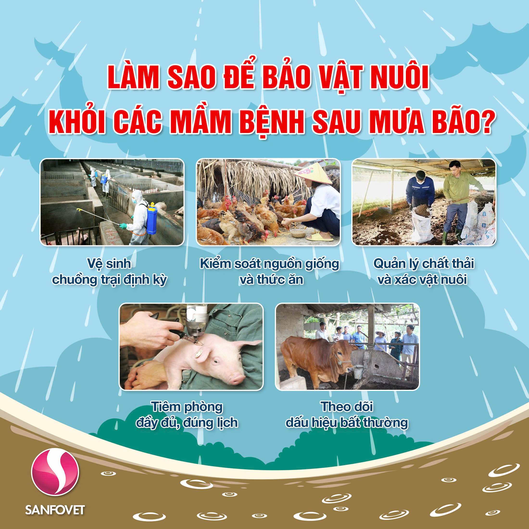 Khử trùng chuồng trại sau bão lũ: Làm thế nào để hiệu quả?