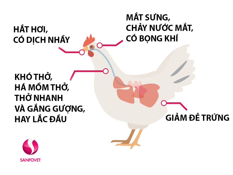 Bệnh hen gà (CRD): Triệu chứng, phương pháp điều trị cần nắm rõ