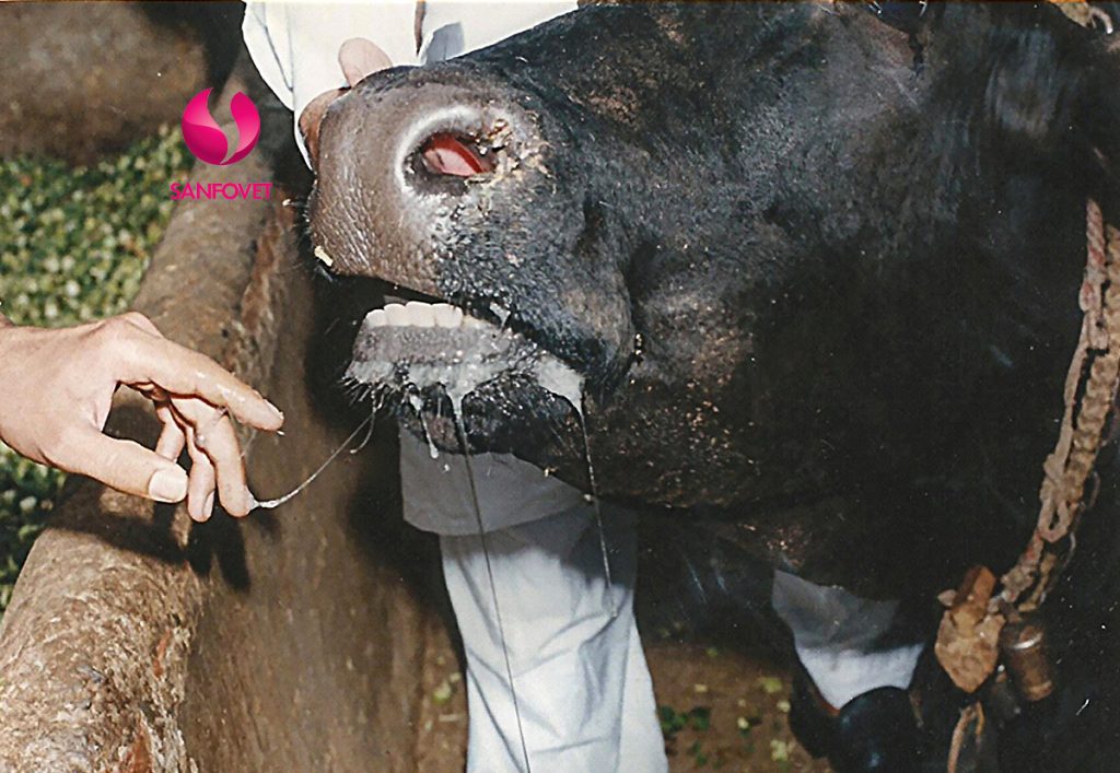 bệnh tụ huyết trùng trâu bò