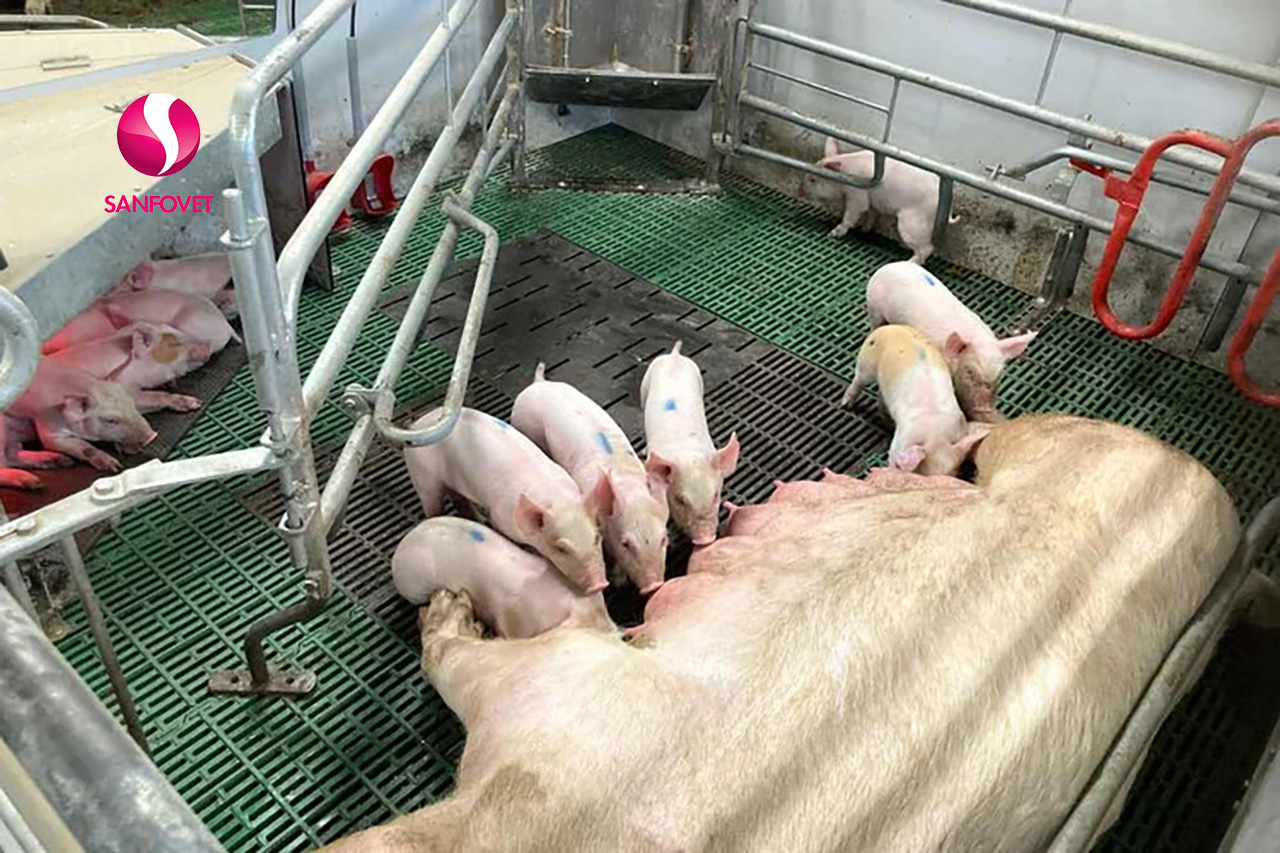 Sử dụng thuốc lên giống cho heo làm sao để hiệu quả? Hãy tham khảo bài viết này