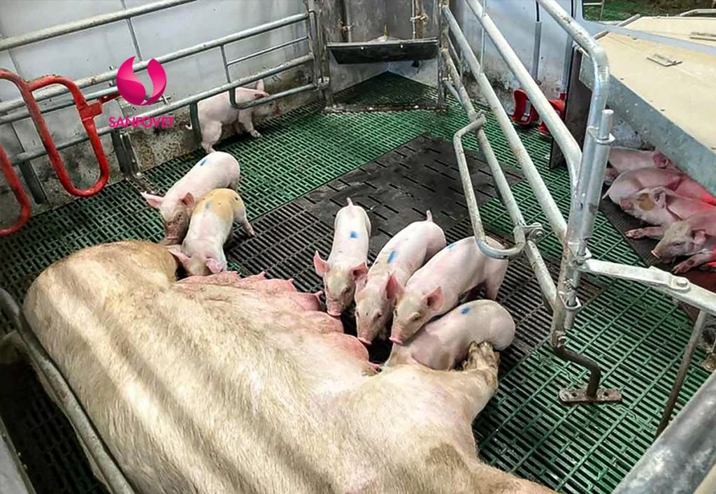 thuốc lên giống cho heo2