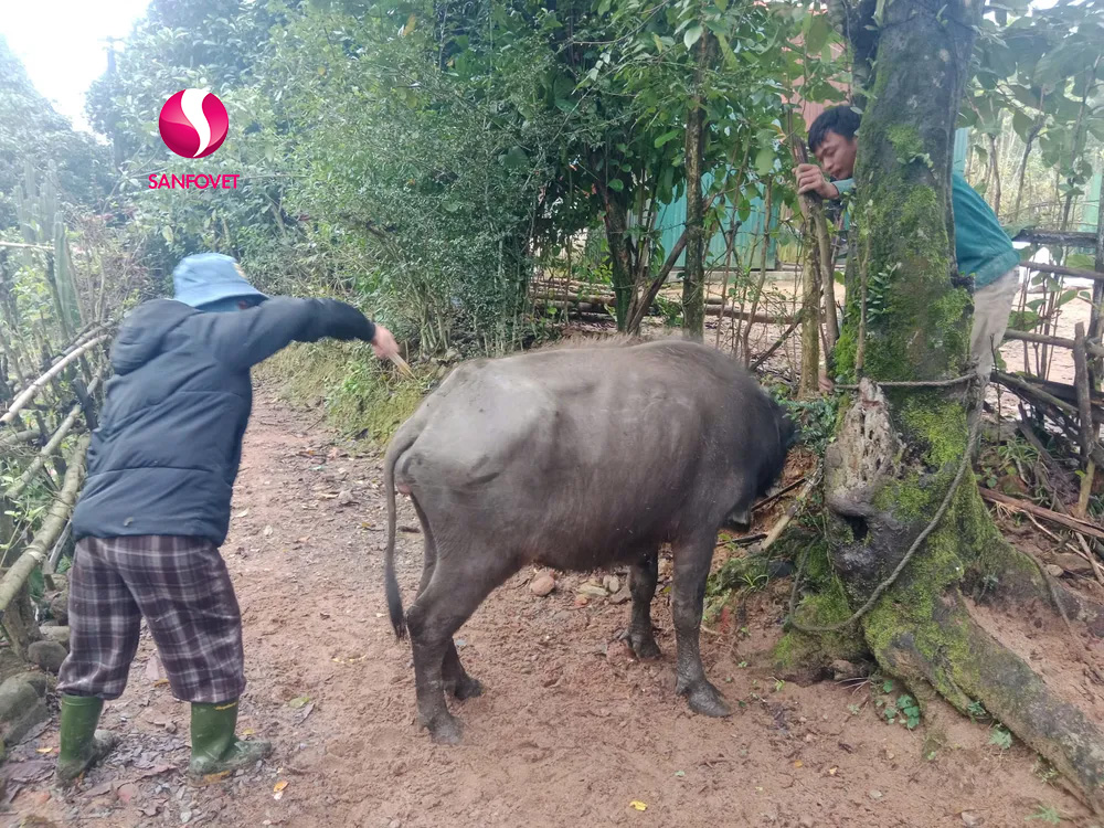 Các dấu hiệu nhận biết bệnh tụ huyết trùng trâu bò, hướng điều trị và các lưu ý quan trọng