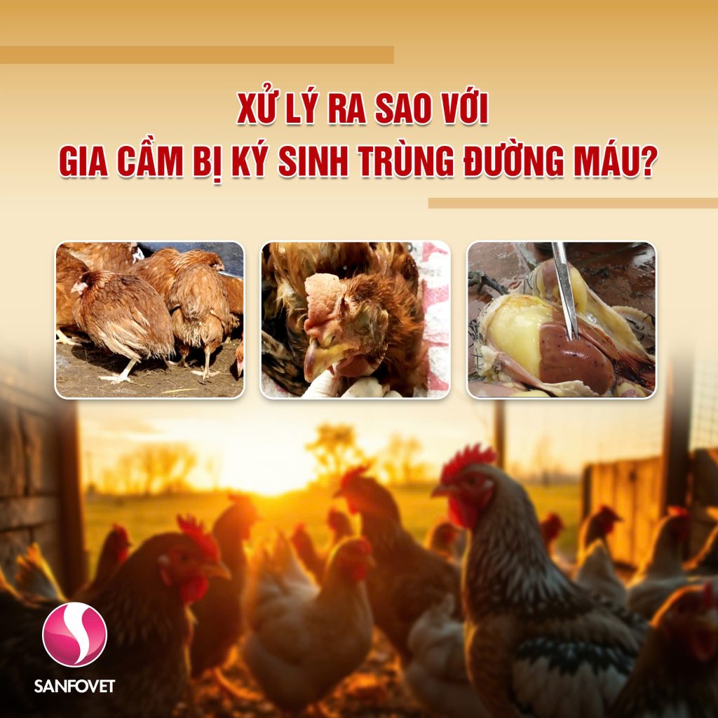 ký sinh trùng đường máu ở gà