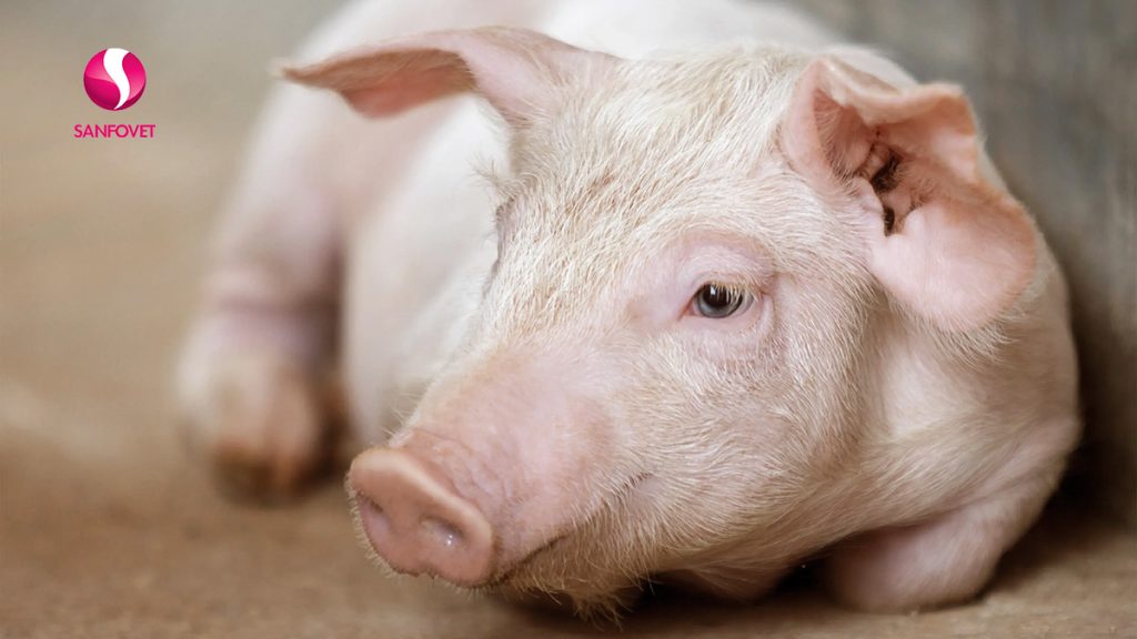 heo con bị tiêu chảy nặng