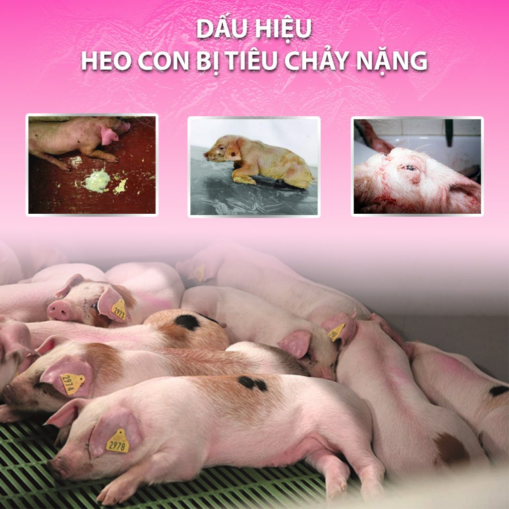 dấu hiệu heo con bị tiêu chảy nặng