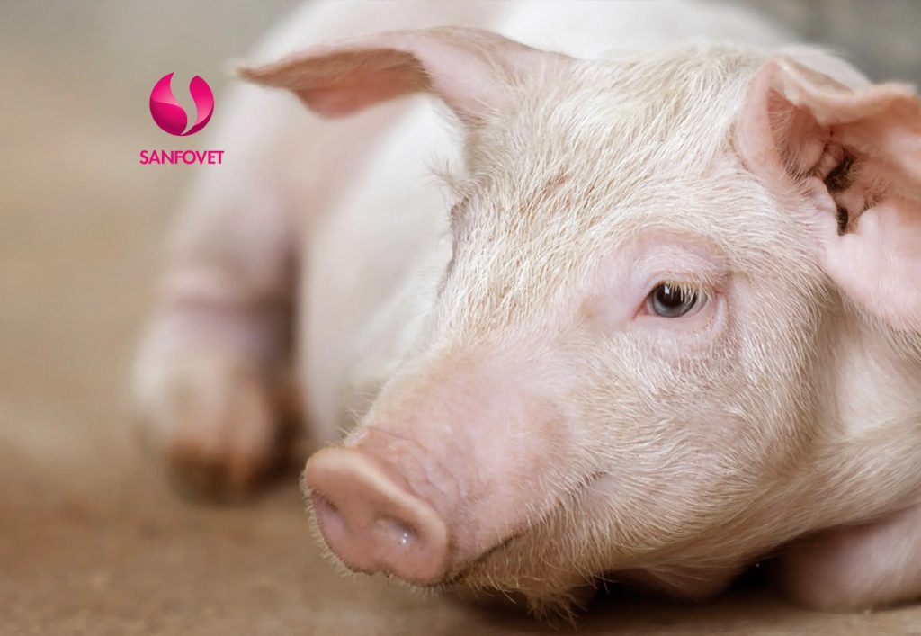 heo con bị tiêu chảy nặng