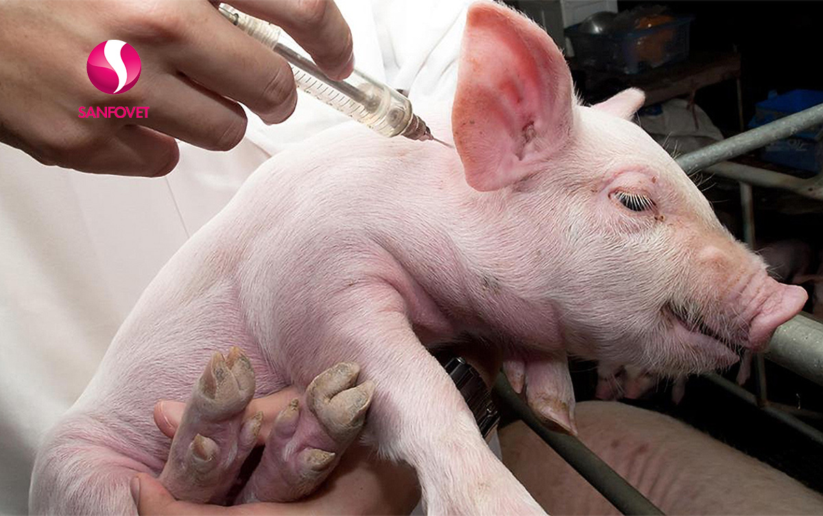 Lincomycin thú y: Các bệnh thường dùng, cách sử dụng và một số lưu ý quan trọng