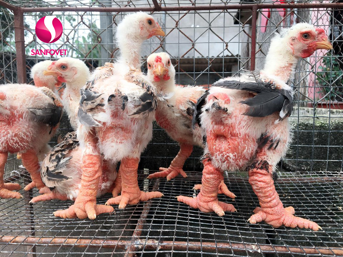 Các loại thuốc bổ cho gia cầm nào là cần thiết? Chi tiết có tại đây