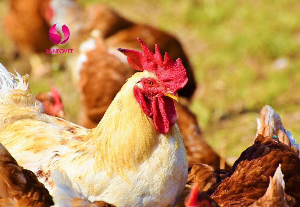 thuốc bổ cho gà2