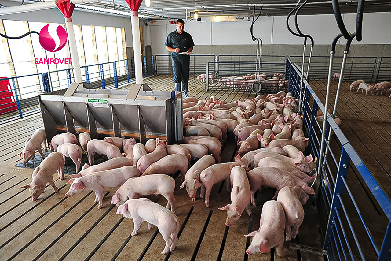 Hướng dẫn điều trị bằng thuốc viêm phổi ở lợn và những thông tin quan trọng