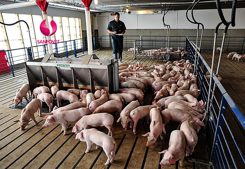 thuốc viêm phổi ở lợn