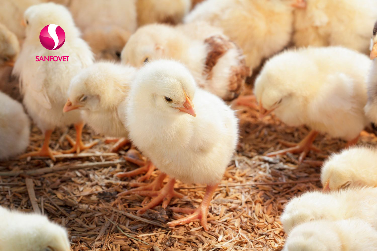 Hướng dẫn tất tần tật úm gà chăn nuôi cho người mới