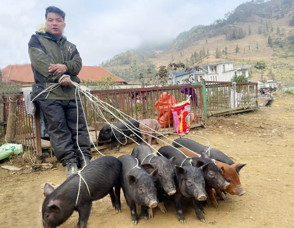 Lợn Mường Khương