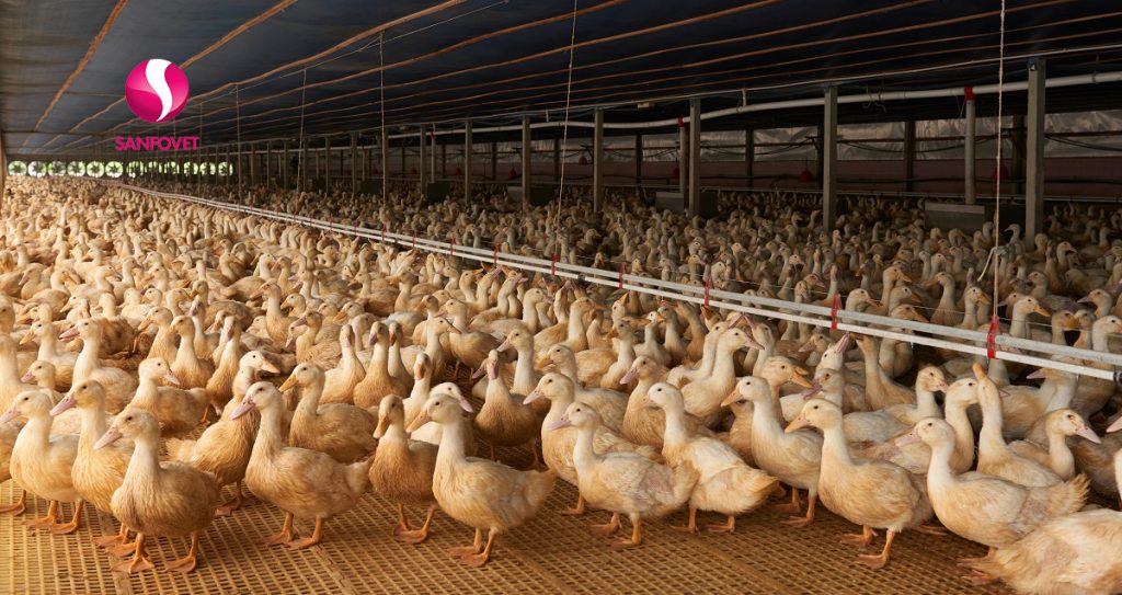 các bệnh thường gặp trên vịt