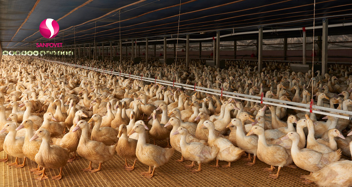 Tổng hợp các bệnh thường gặp trên vịt