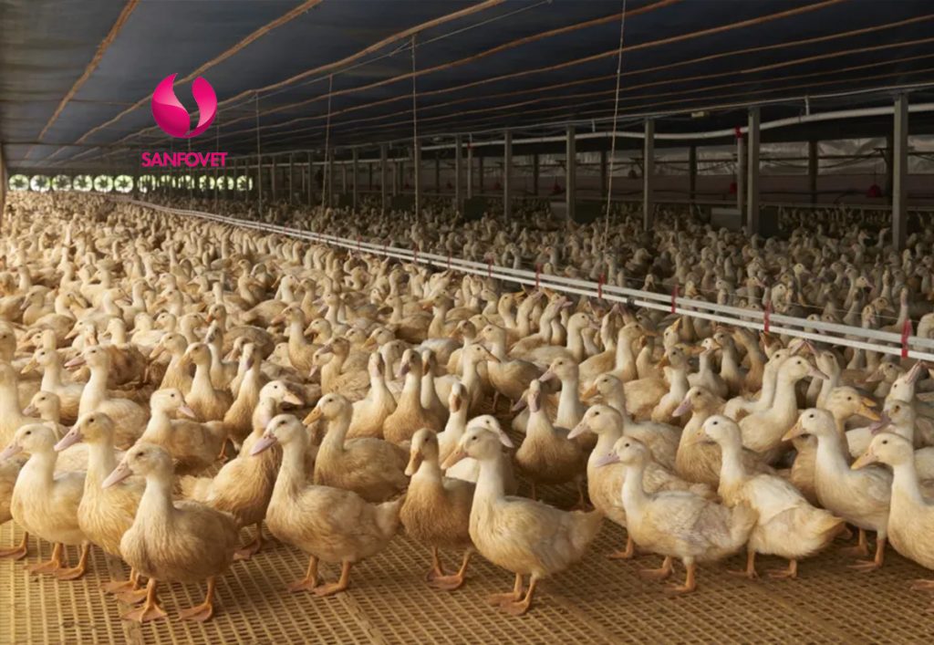 các bệnh thường gặp trên vịt