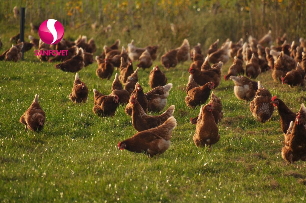 chăn nuôi gà thả vườn2