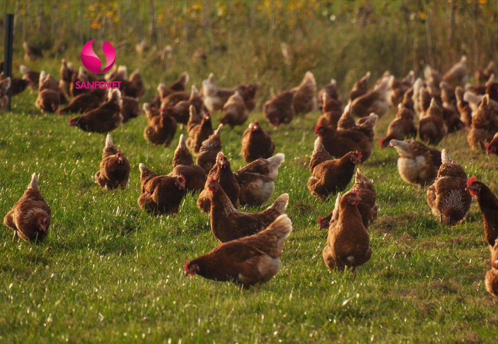 chăn nuôi gà thả vườn3