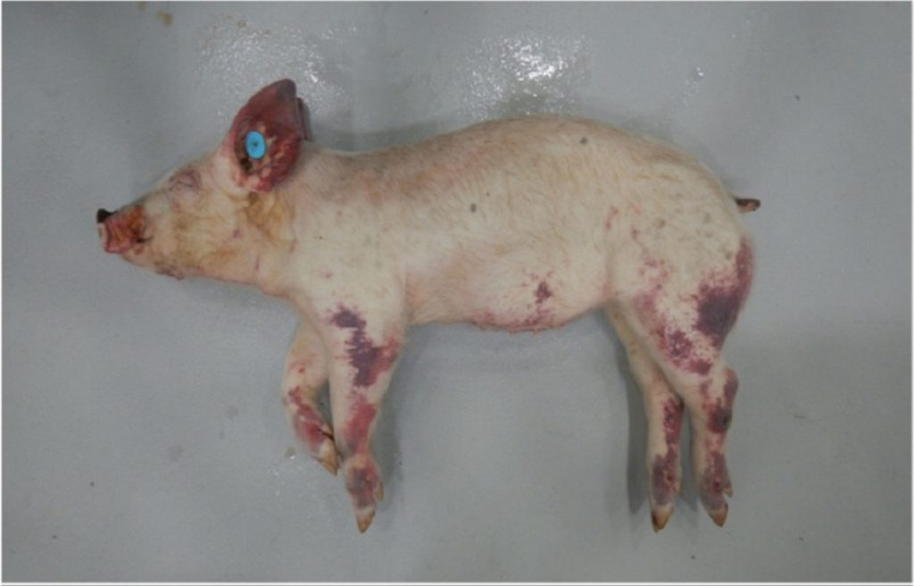 heo bị sốt đỏ toàn thân2