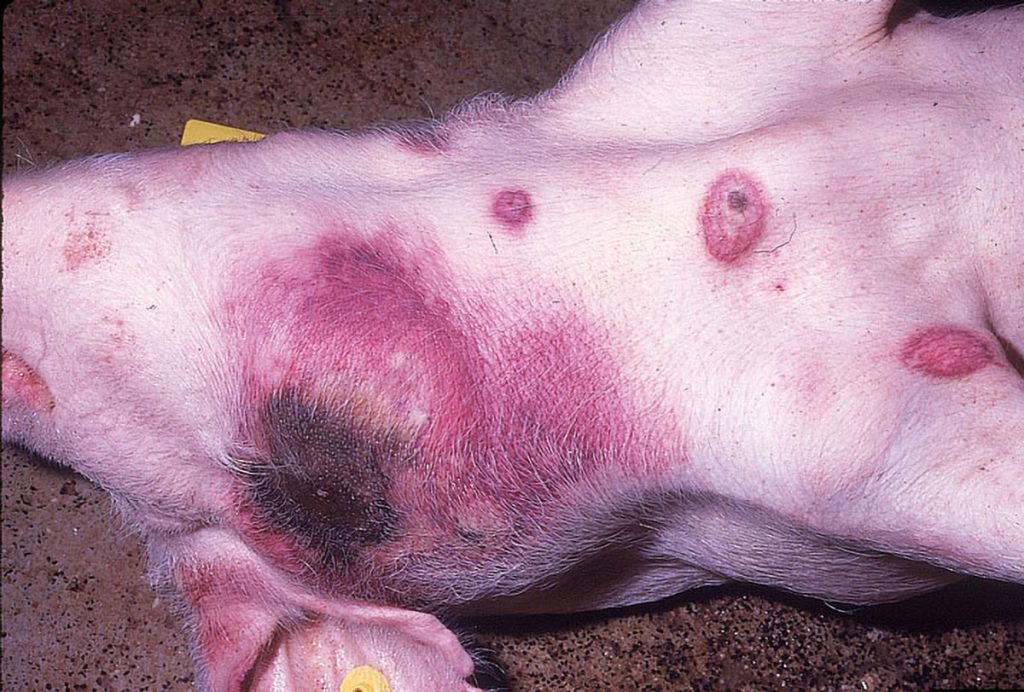 heo bị sốt đỏ toàn thân4
