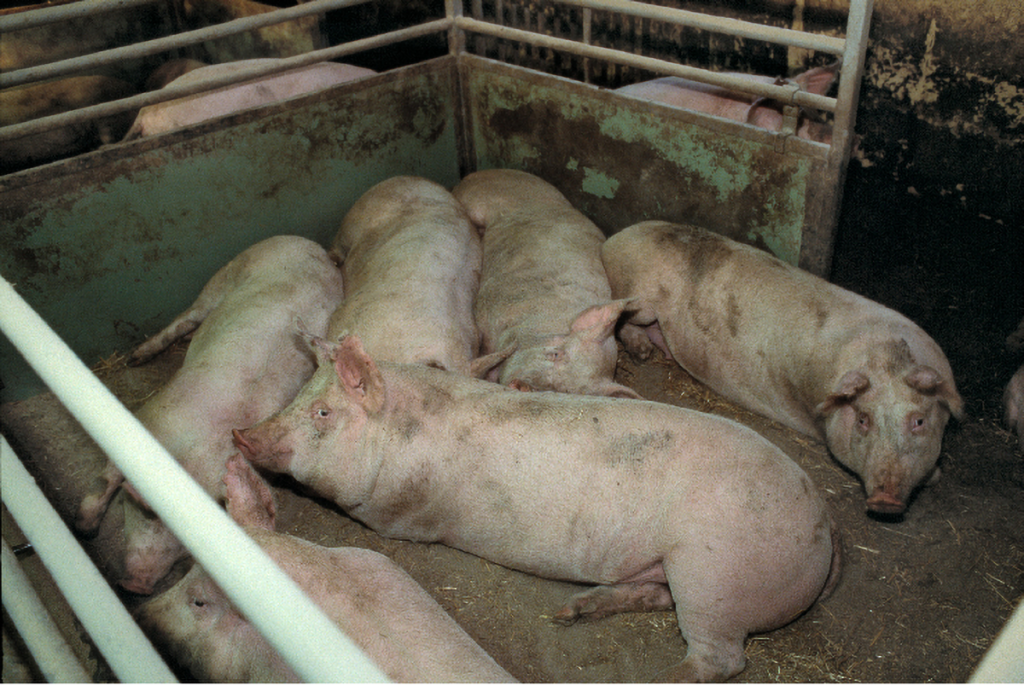 heo bị sốt đỏ toàn thân5