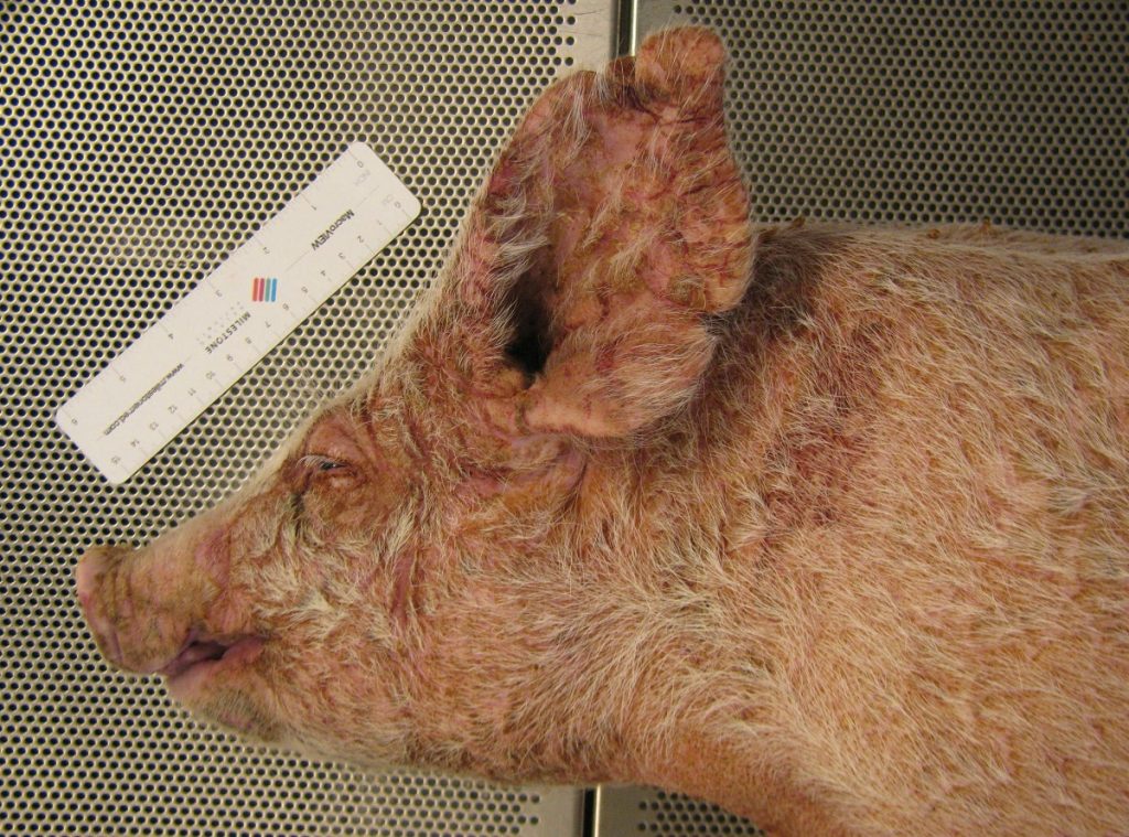 heo bị sốt đỏ toàn thân8