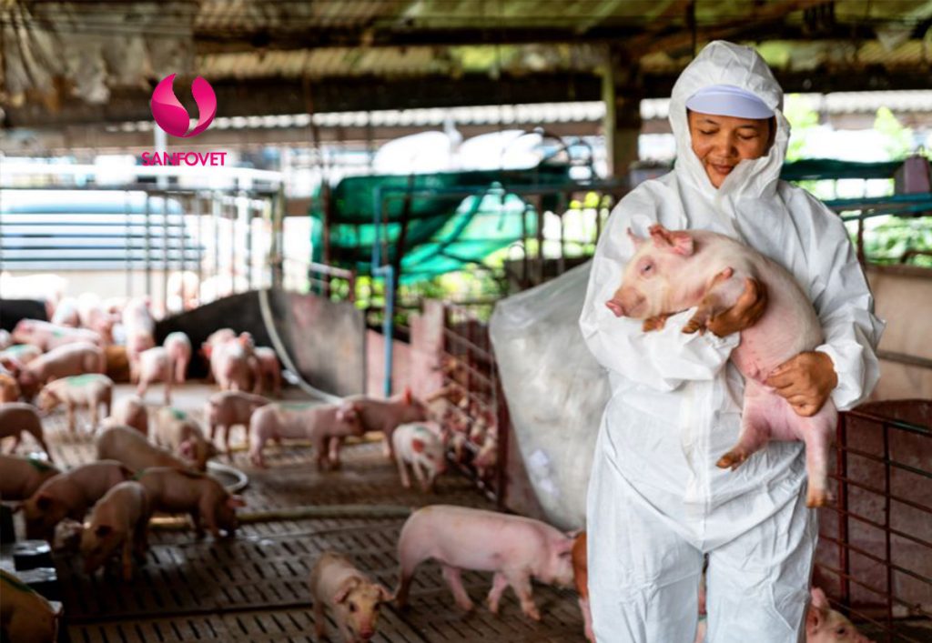 lựa chọn heo giống2