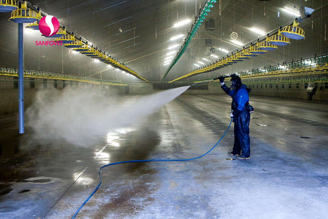 Ưu, nhược điểm của từng gốc thuốc khử trùng chuồng trại như nào? Hãy xem chi tiết tại đây