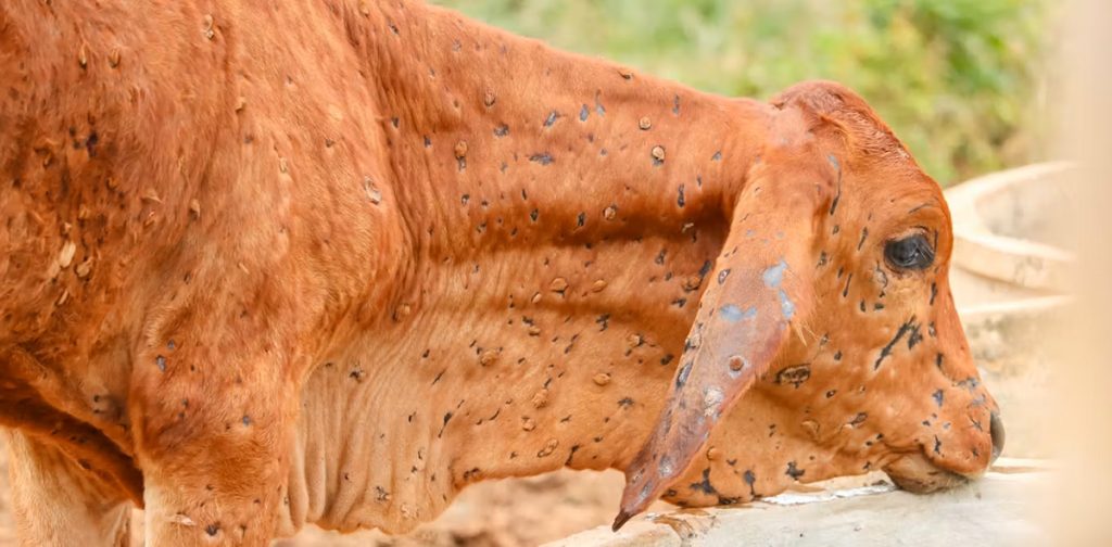 viêm da nổi cục trâu bò-b