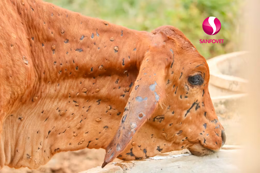 viêm da nổi cục trâu bò
