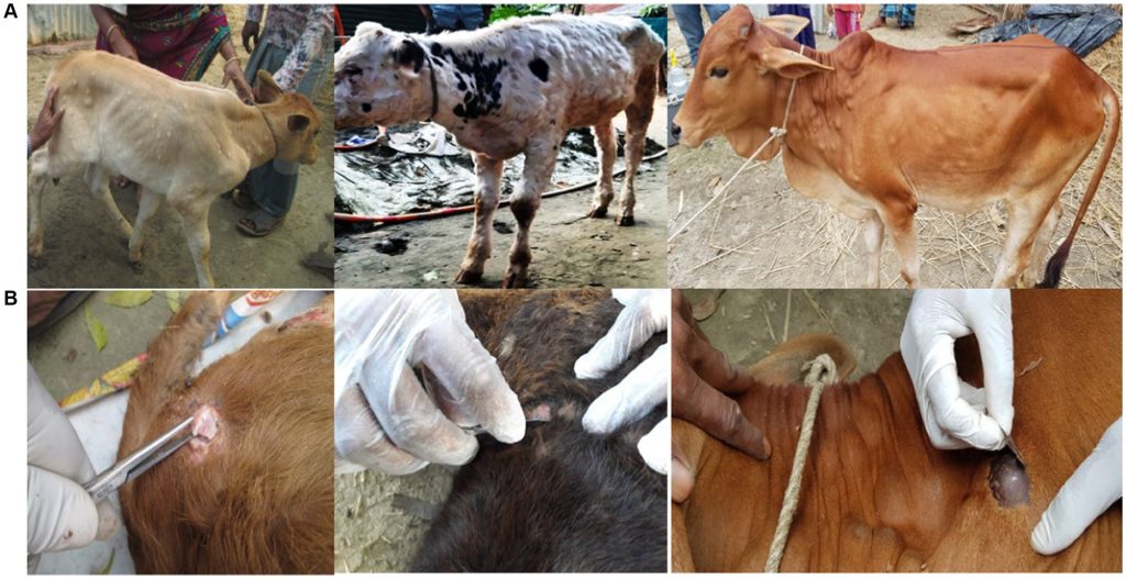 viêm da nổi cục trâu bò2