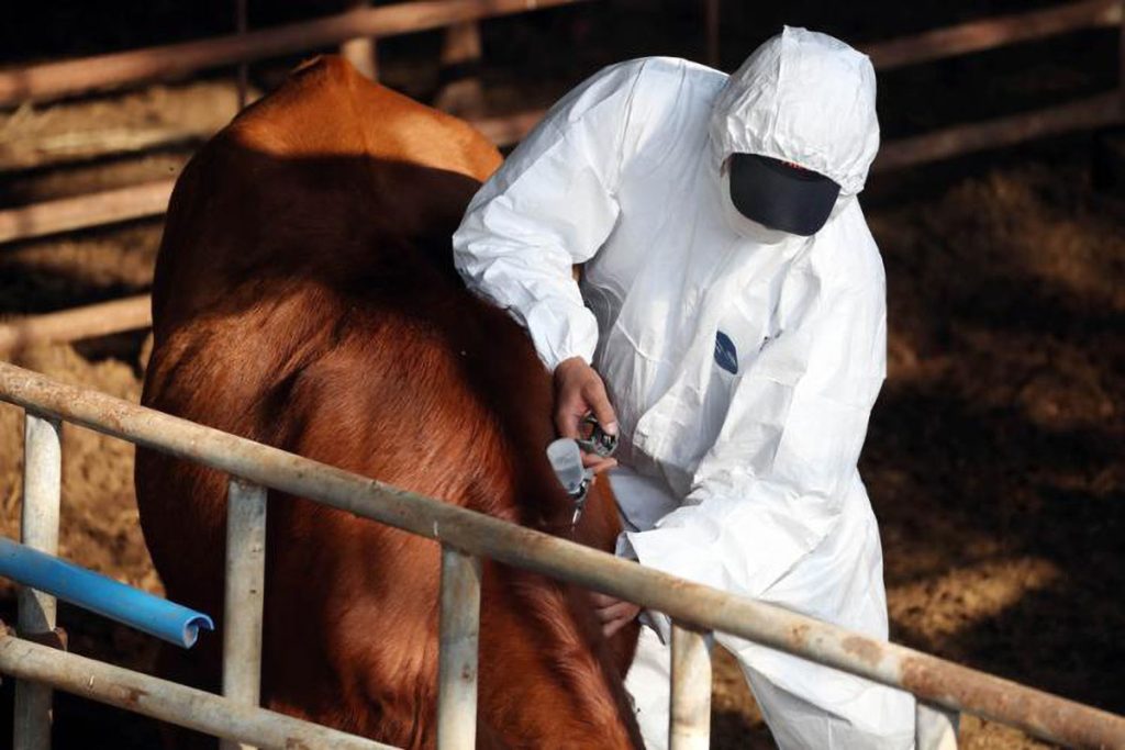 viêm da nổi cục trâu bò3