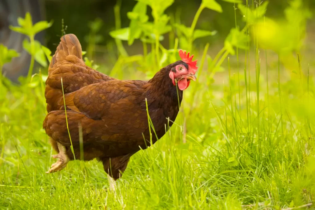 Gà Rhode Island Red