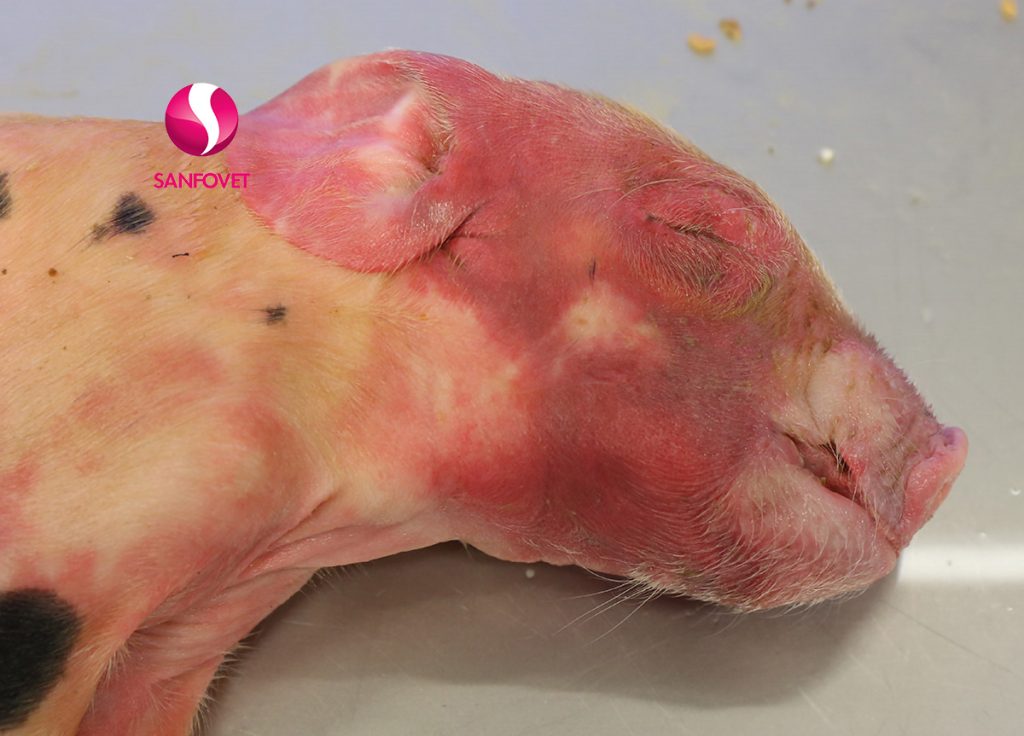 bệnh tụ huyết trùng ở lợn2