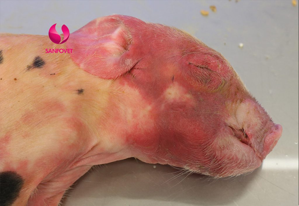 bệnh tụ huyết trùng ở lợn