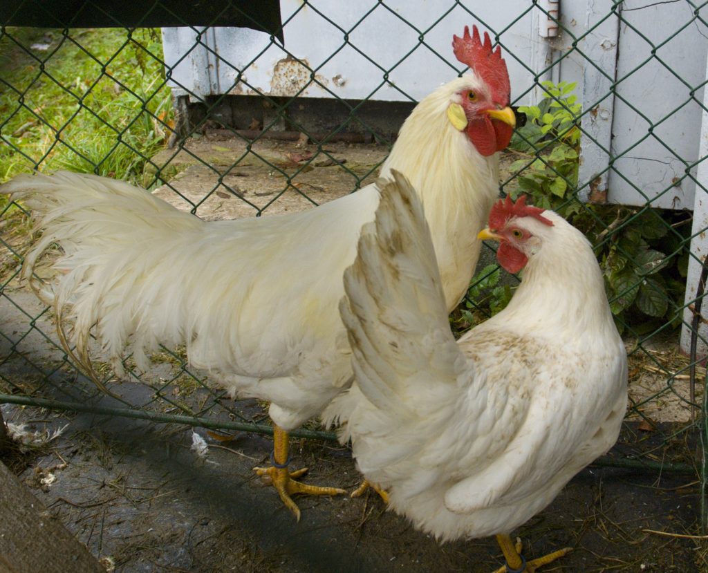 gà leghorn
