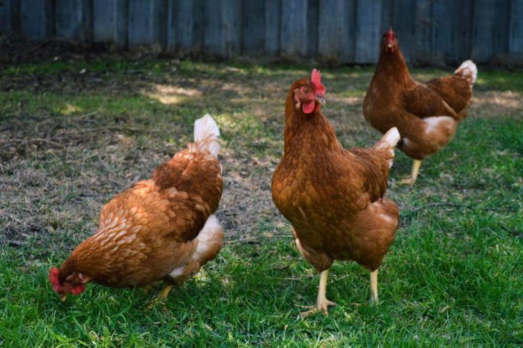 giống gà hyline nâu